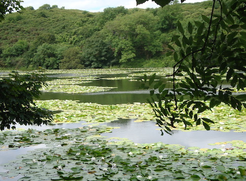 bosherton-lakes