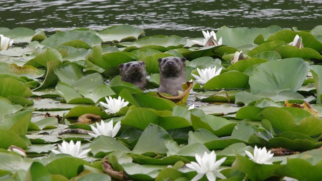 otters-at-lily-ponds