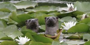Otters in the lilyponds.