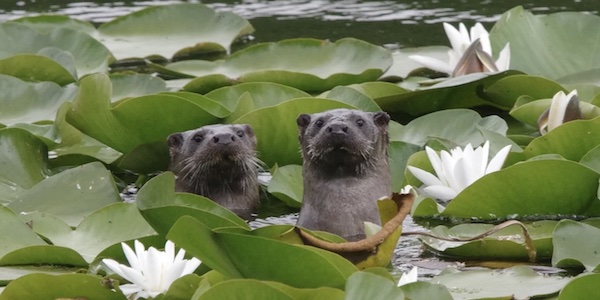 Otters in the lilyponds.